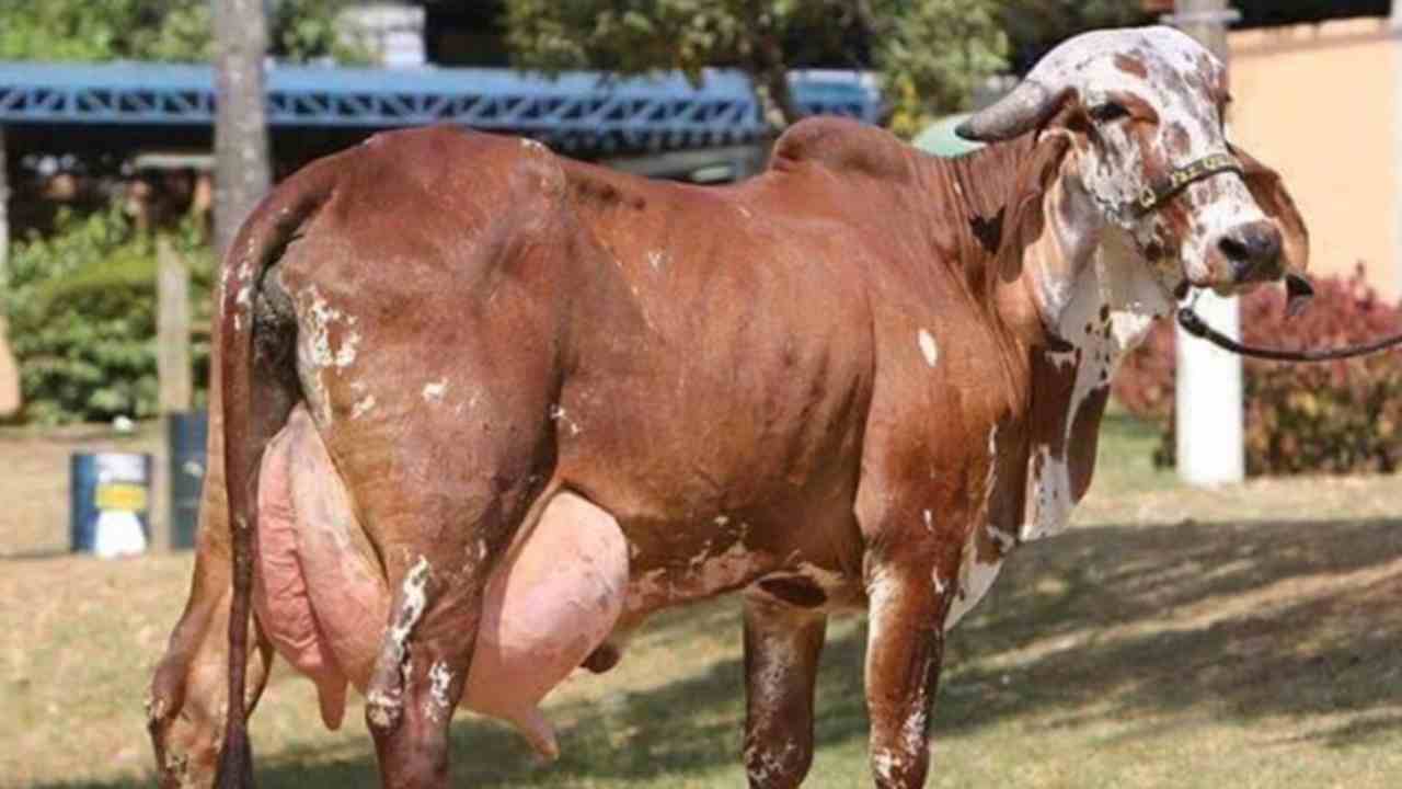 Here people stole the meat of a pregnant cow and ate it, police arrested 6 people