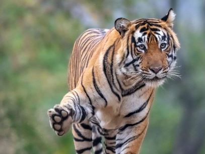जंगल में लकड़ी लेने गई थी महिला, बाघ ने उतारा मौत के घाट, ग्रामीणों में दहशत का माहौल