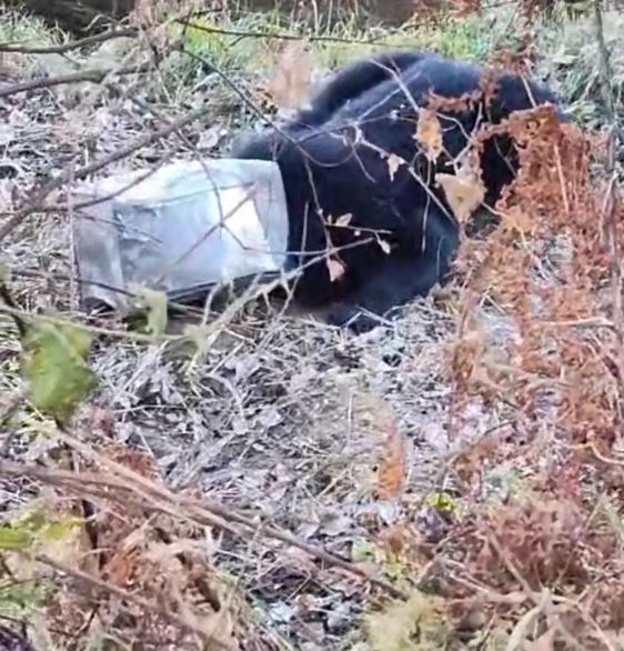 खाने की तलाश में आबादी क्षेत्र में पहुंचा भालू का बच्चा, कनस्तर में फंसा सिर, फिर…