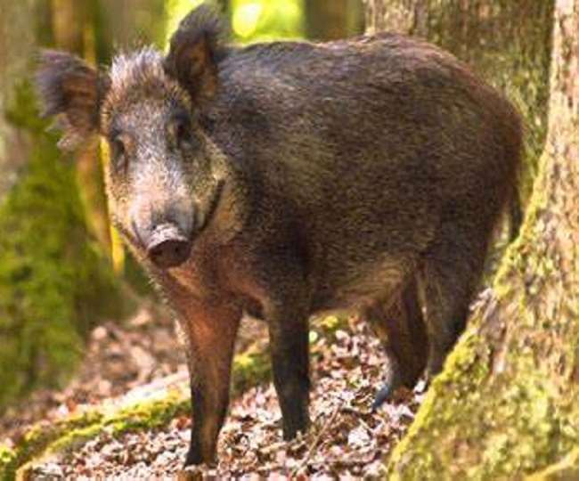 खेत में काम कर रहे ग्रामीणों पर जंगली सुअर ने किया हमला, एक की हालत गंभीर