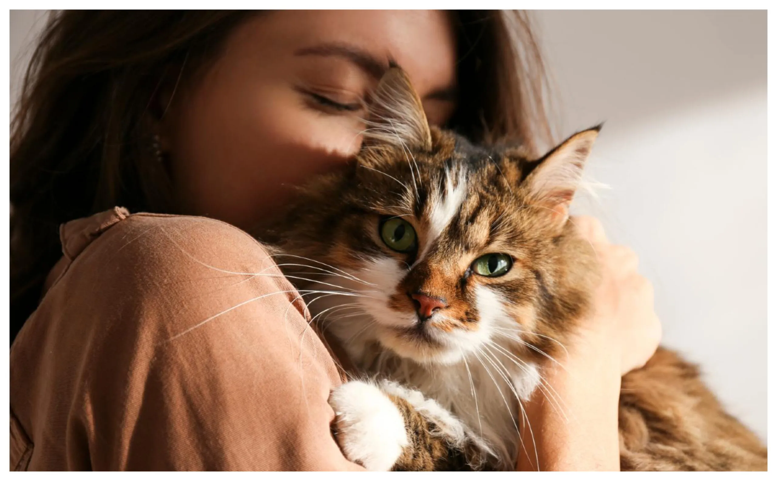 pet-cats-can-spread-bird-flu-to-humans