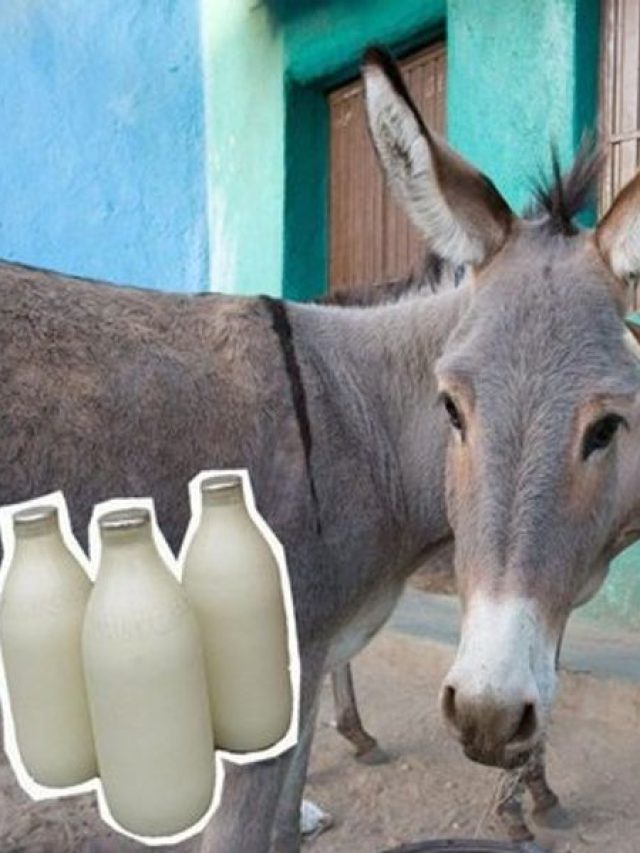 Donkey-Milk gadhi-ka-doodh-gadhi ka doodh price gadhi ka doodh benefits gadhi ka doodh fayde