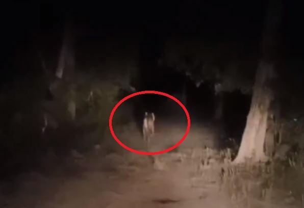 बाघ ने हाथी को तीन दिन तक दौड़ाया, आखिर में हो गई गजराज की मौत