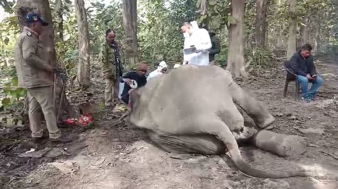 टांडा रेंज में एक दांत के टस्कर हाथी की मौत से मचा हड़कंप, वन विभाग ने कब्जे में लिया शव