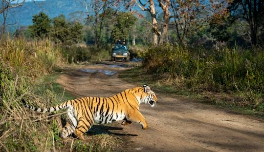 Dhikala zone, Jim corbett national park