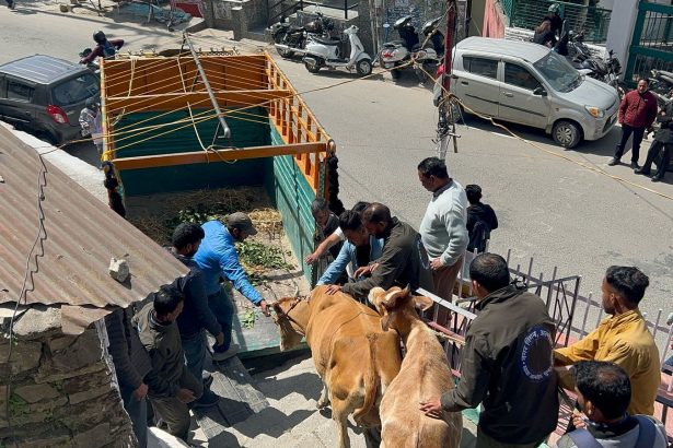 पालतू गोवंश को आवारा छोड़ना पड़ा भारी, मालिक से वसूला 5 हजार का जुर्माना