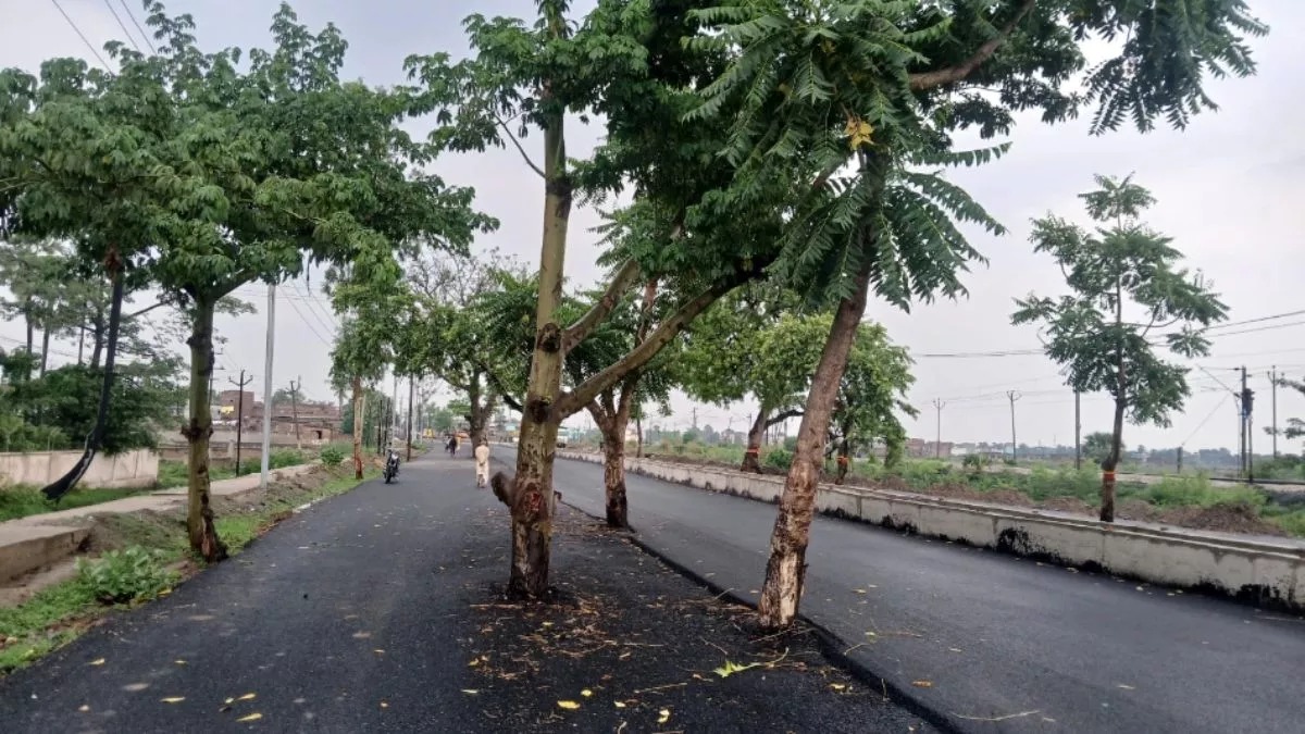 bihar jahanabad-news-dangerous-trees-on-gaya-road