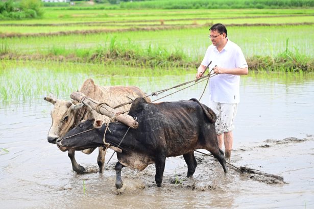 सीएम धामी ने खटीमा में की धान की रोपाई