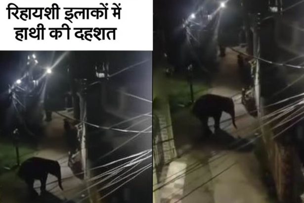 देहरादून में देर रात को तांडव मचा रहे हाथी
