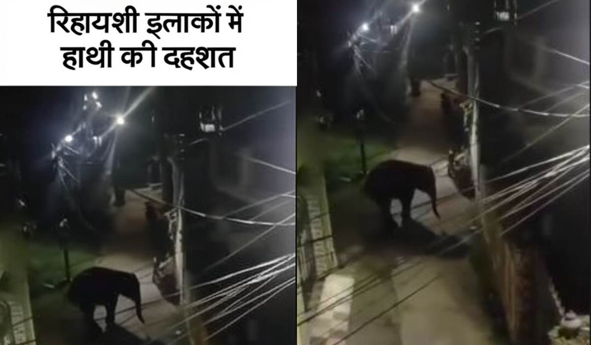 देहरादून में देर रात को तांडव मचा रहे हाथी