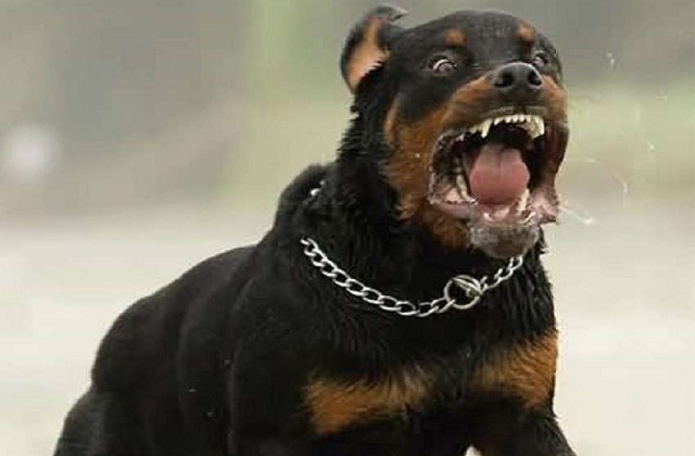 Two Rottweiler dogs attacked woman in Dehradun